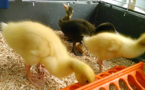 chicks 5
